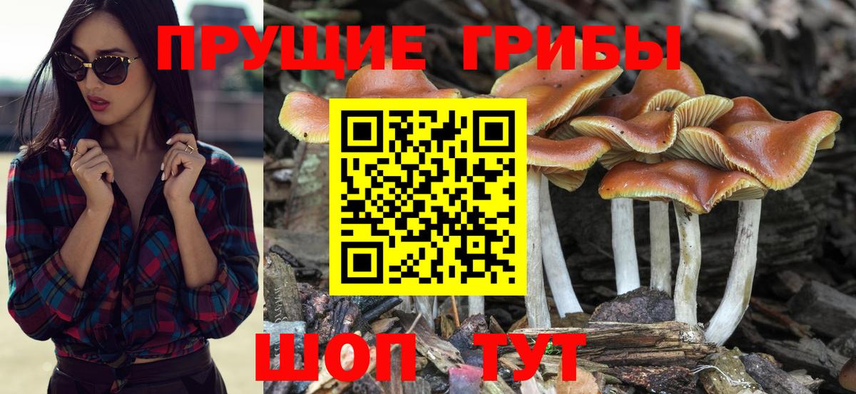 Галлюциногенные грибы прущие грибы Сердобск