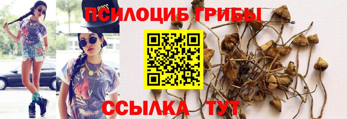 купить  цена  Вход с VPN  Сердобск  Псилоцибиновые грибы Psilocybe 